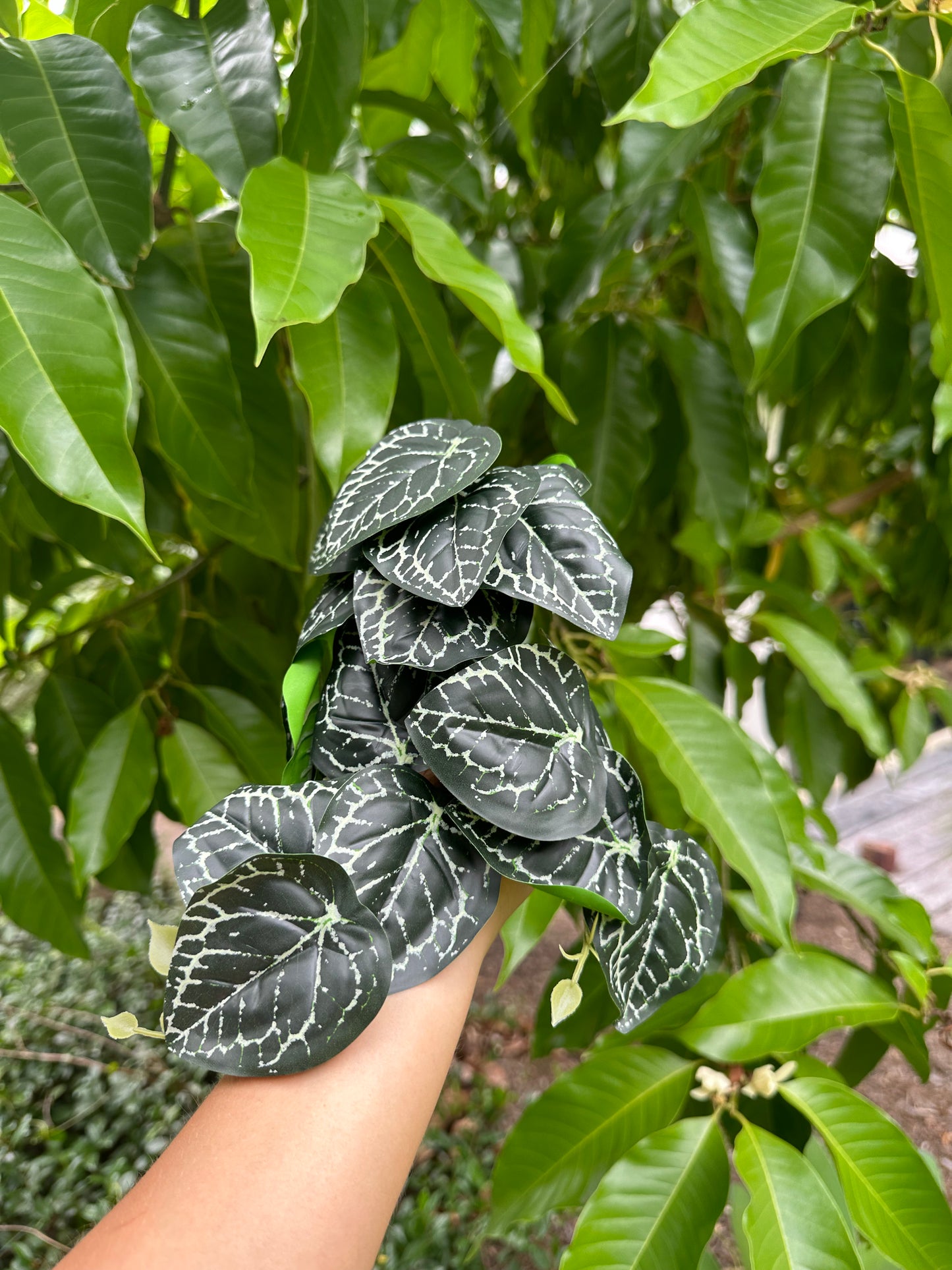Gothic Anthurium