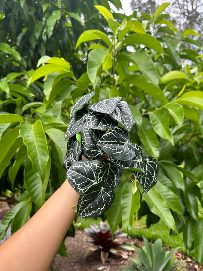 Gothic Anthurium