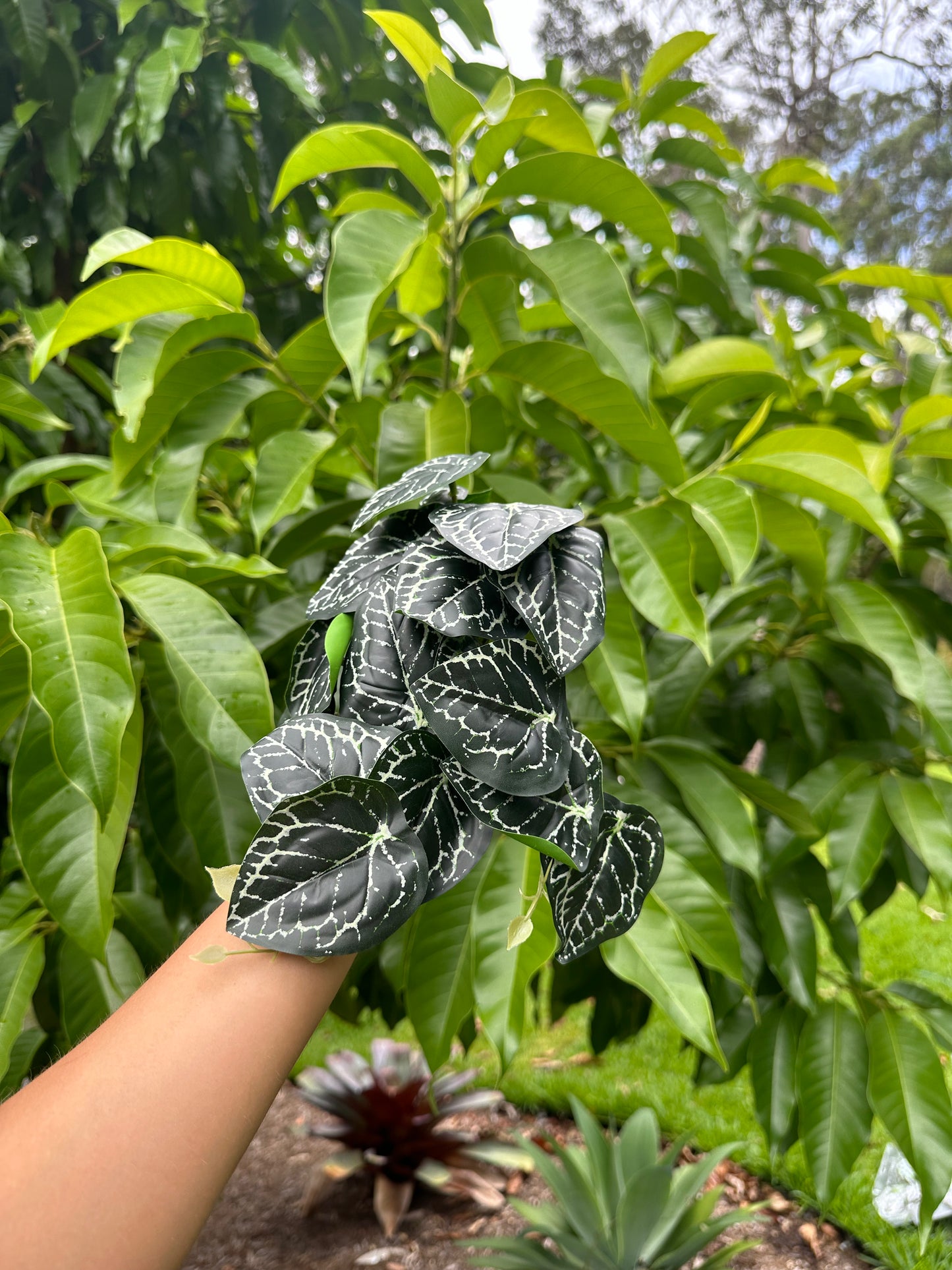 Gothic Anthurium