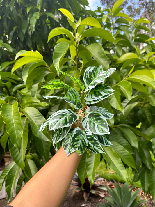 Arrowhead Calathea