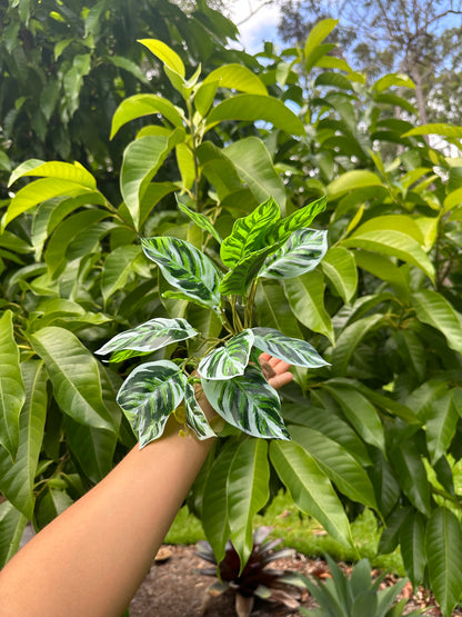 Arrowhead Calathea