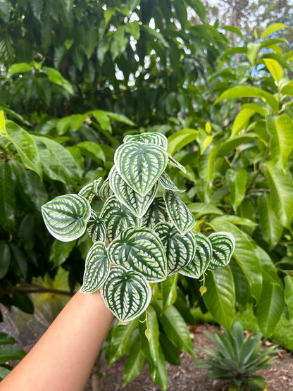 Peperomia