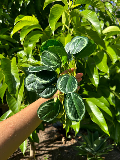Rainforest Maranta