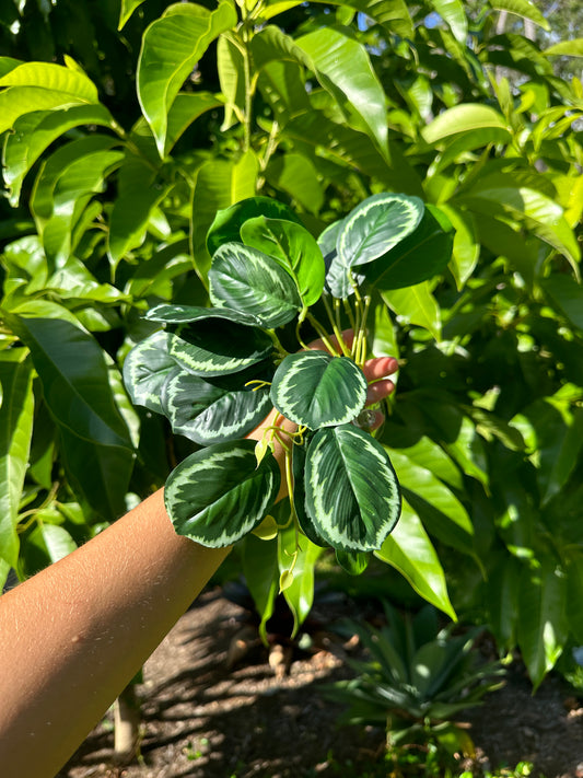 Rainforest Maranta
