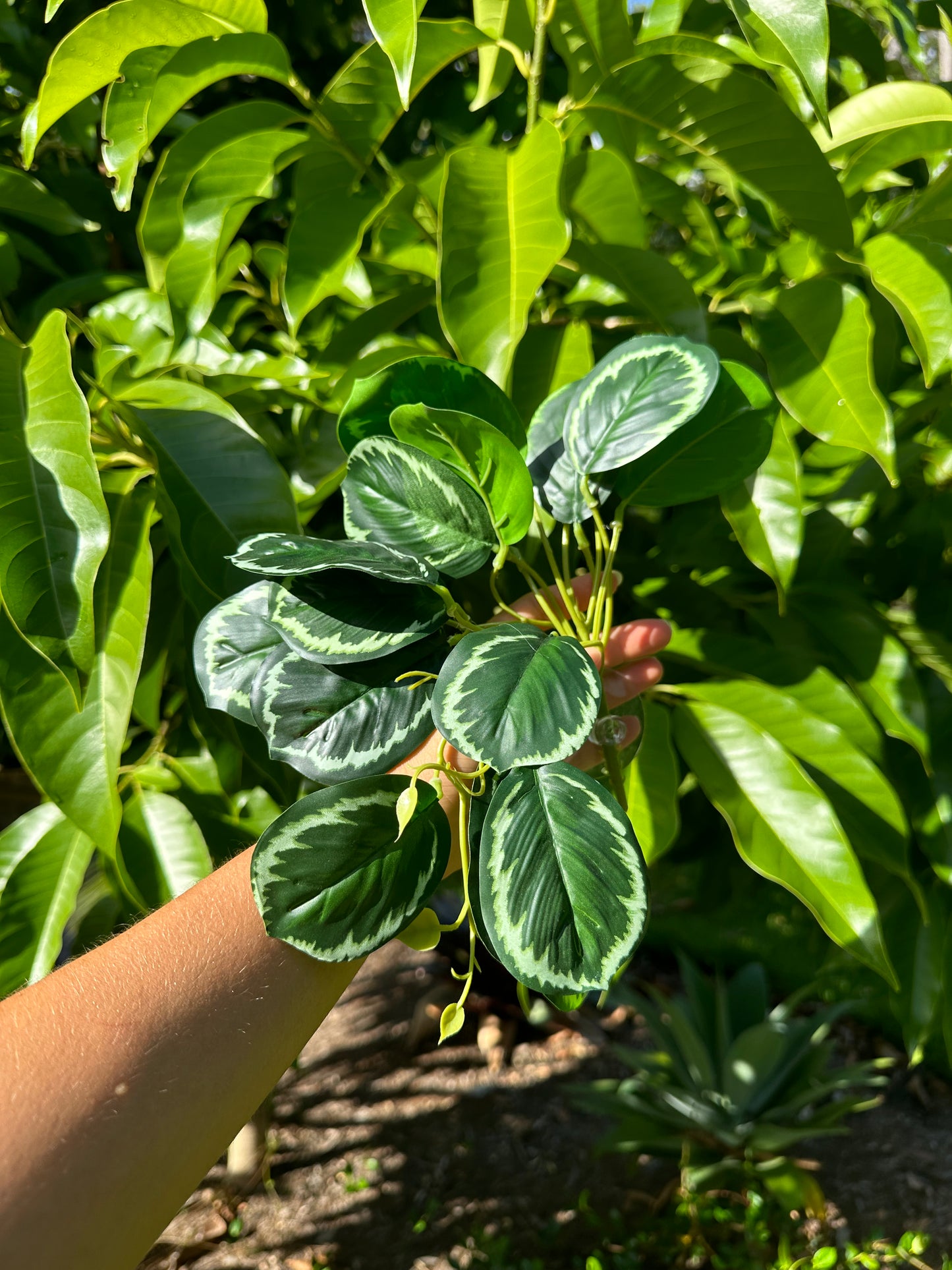 Rainforest Maranta
