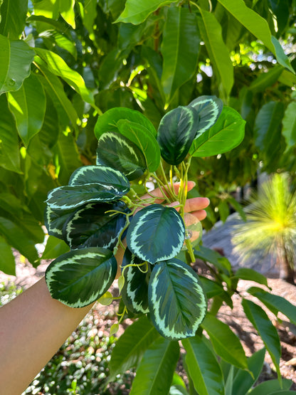 Rainforest Maranta