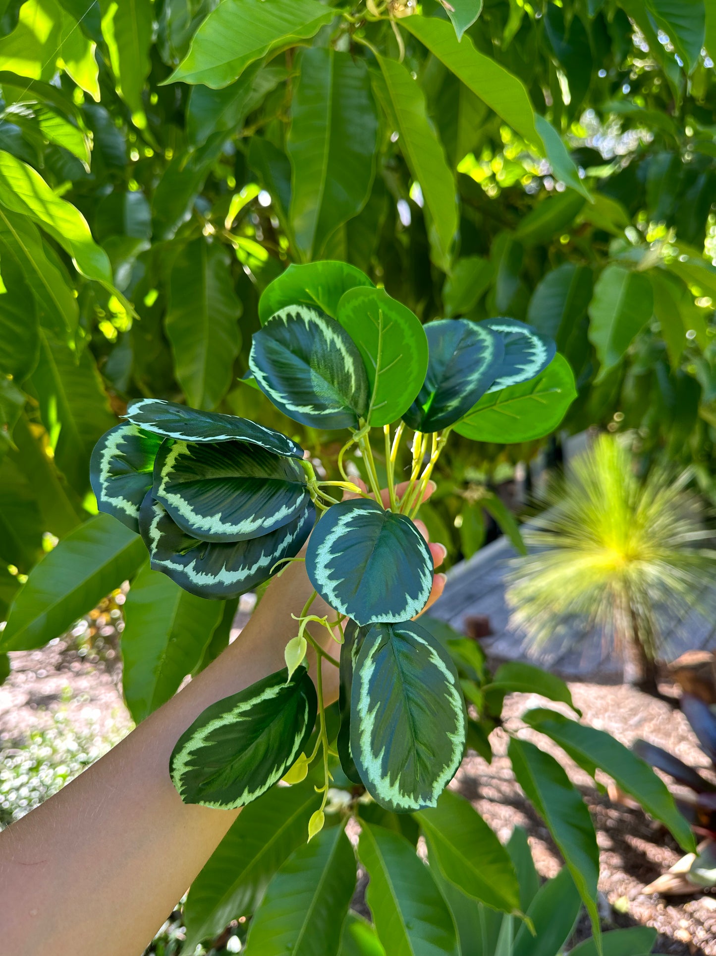 Rainforest Maranta