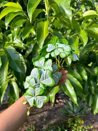 Clover Syngonium