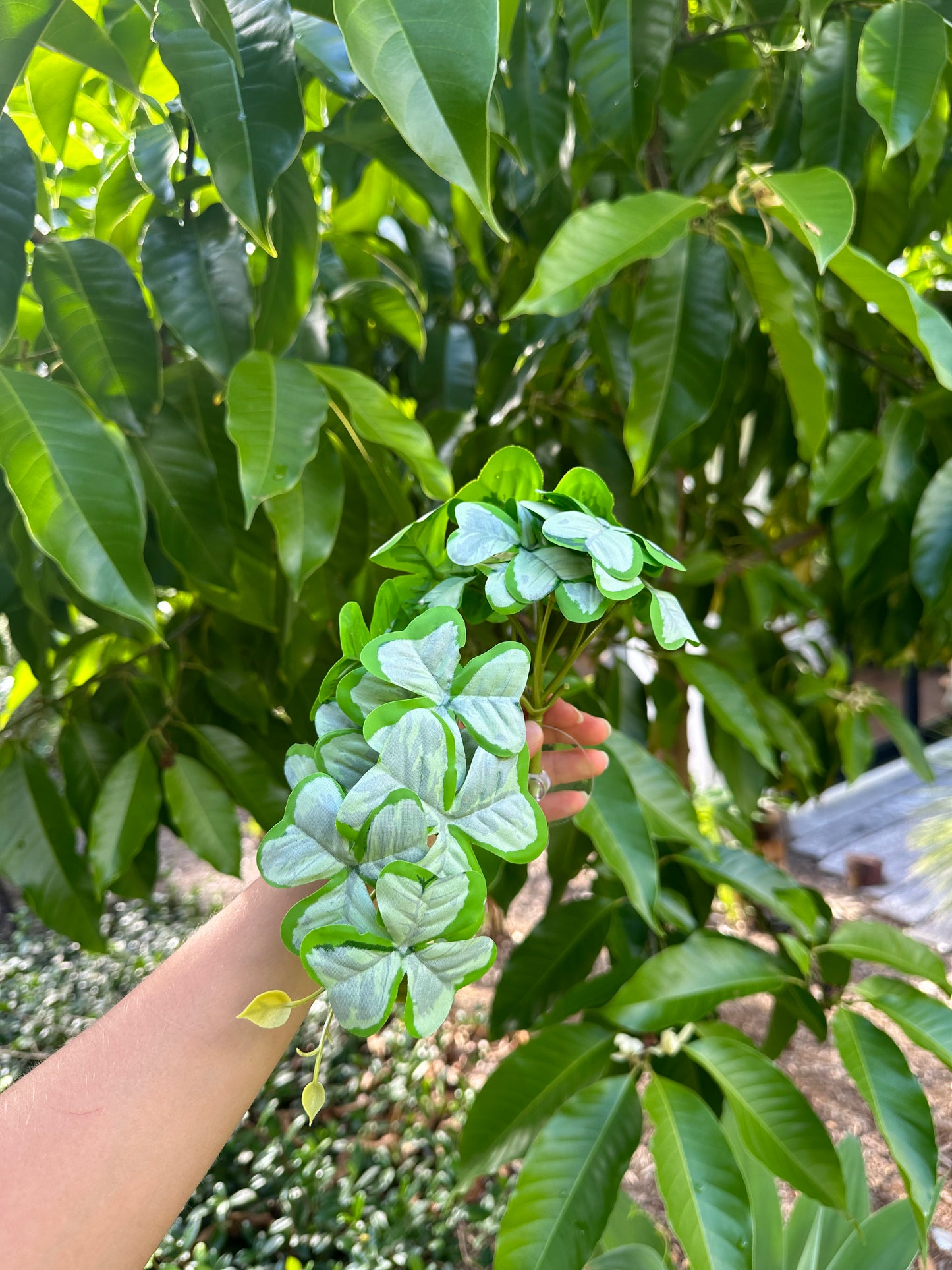 Clover Syngonium