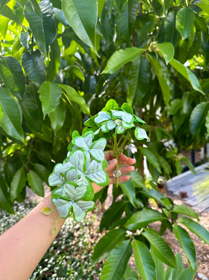 Clover Syngonium