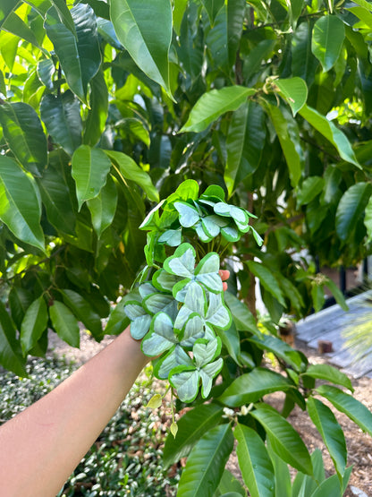 Clover Syngonium