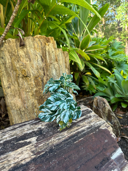 Lichen Philodendron