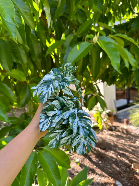 Lichen Philodendron