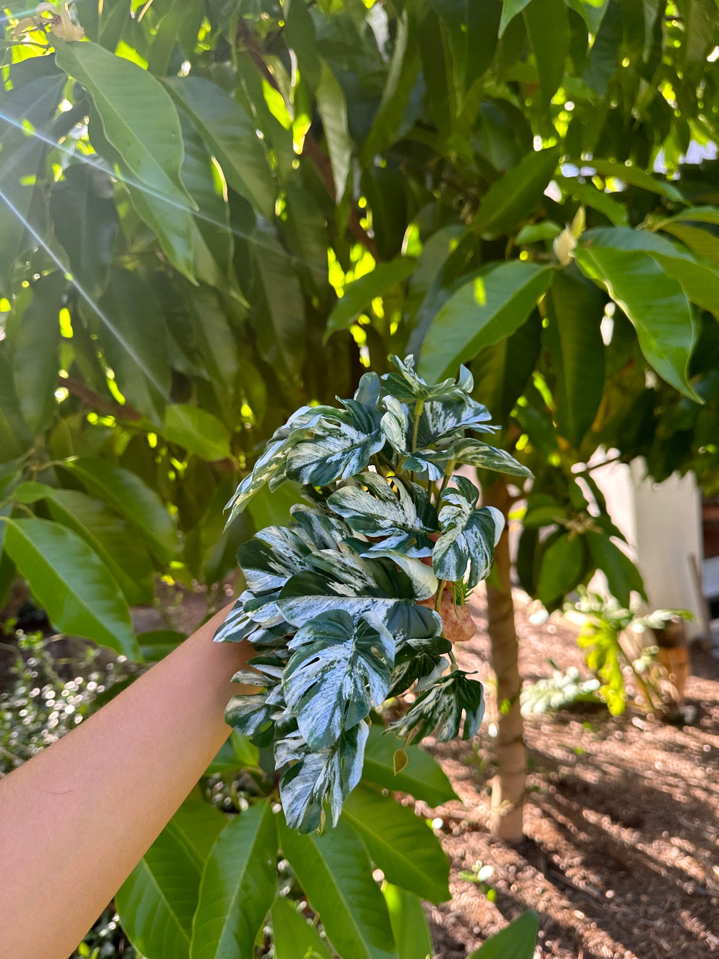 Lichen Philodendron