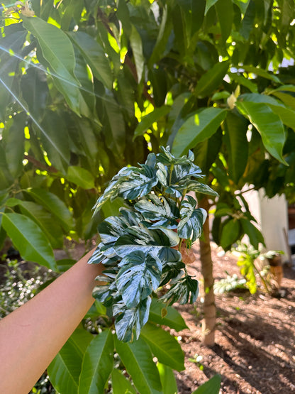 Lichen Philodendron