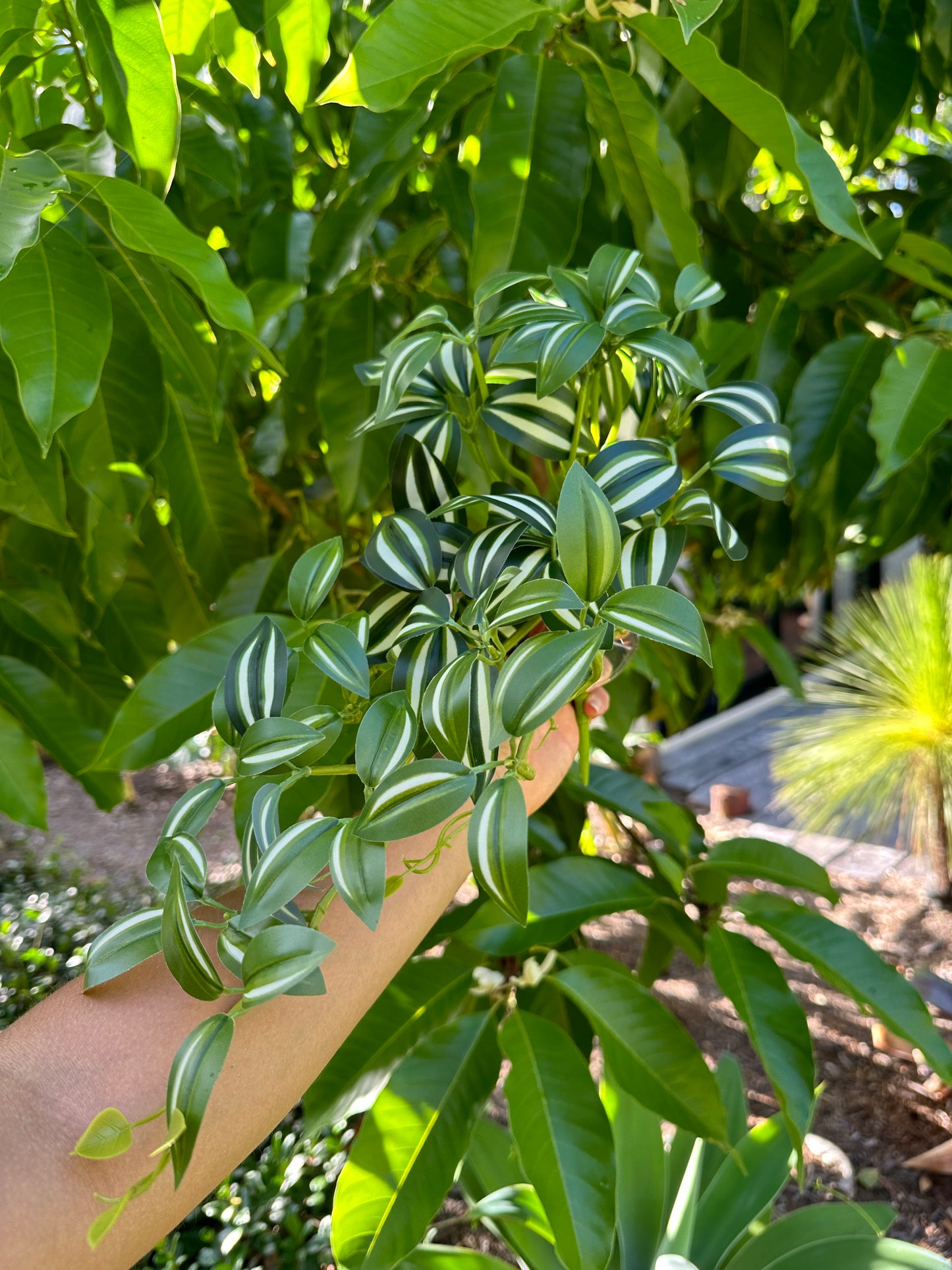 Zebrina