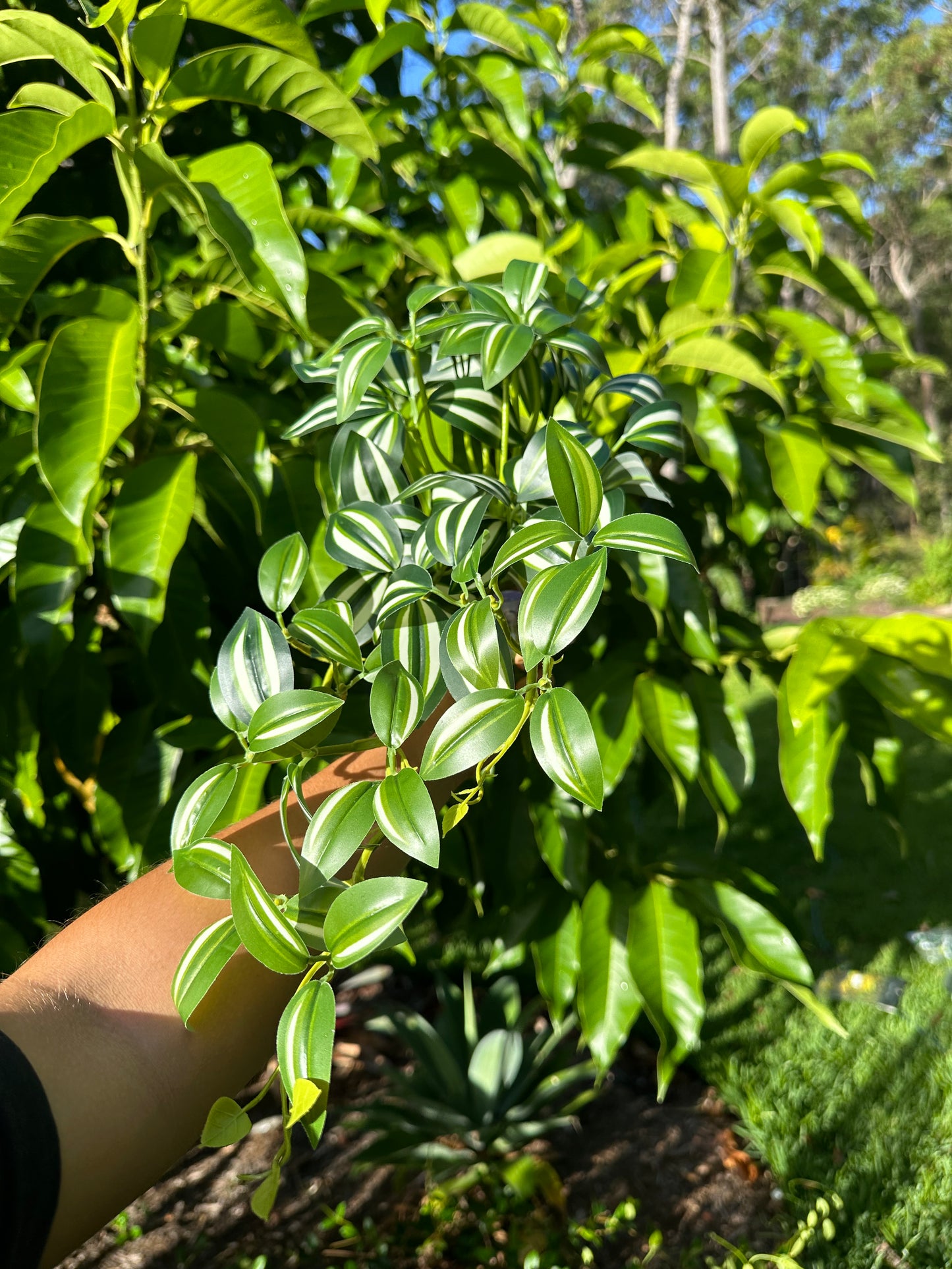 Zebrina