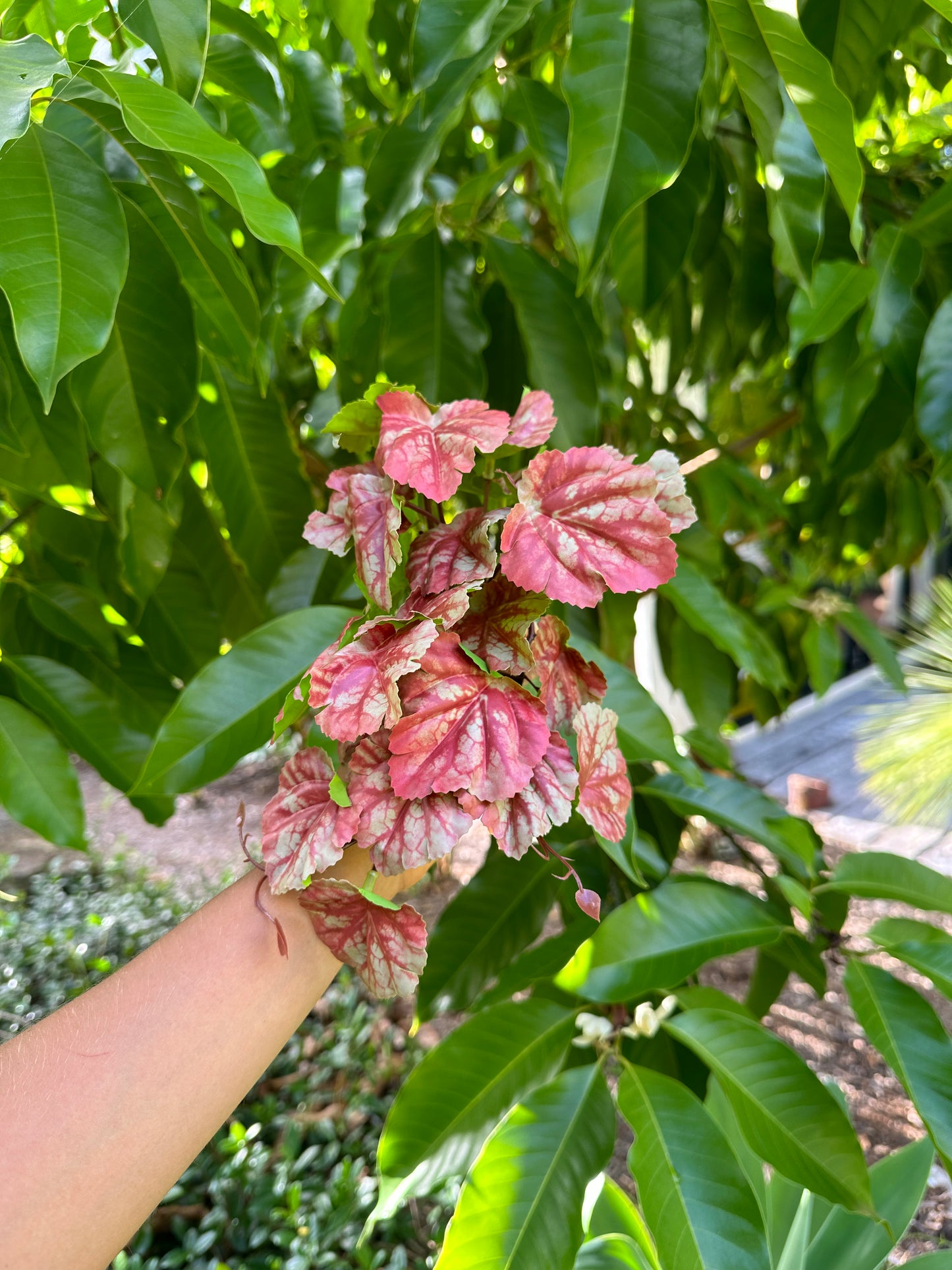 Begonia