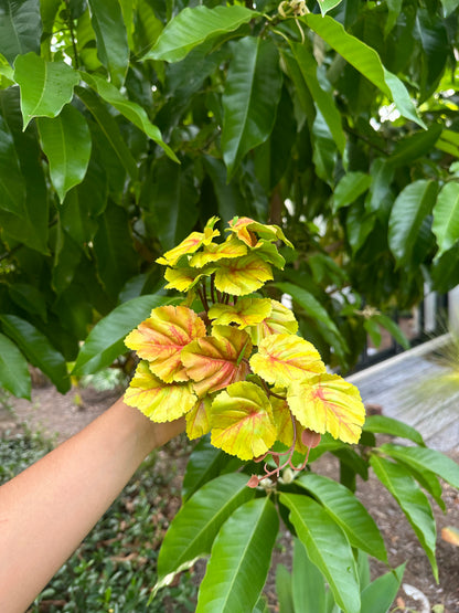 Begonia