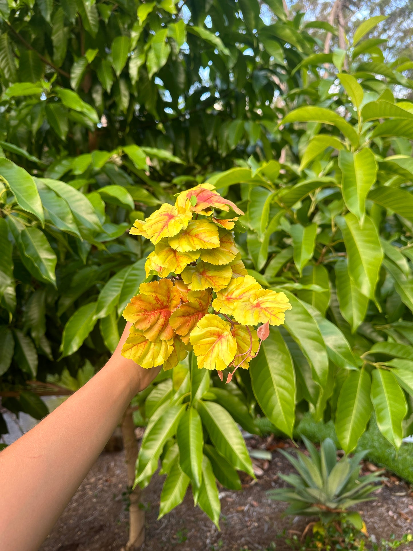 Begonia