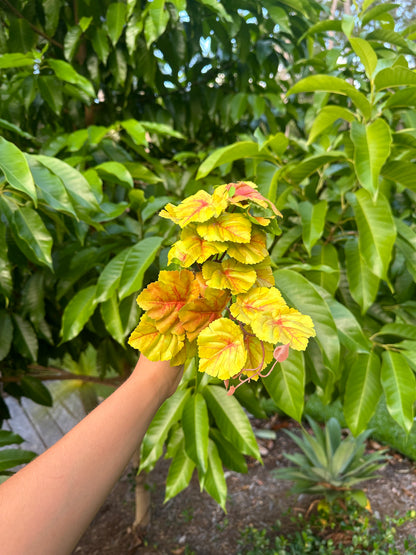 Begonia