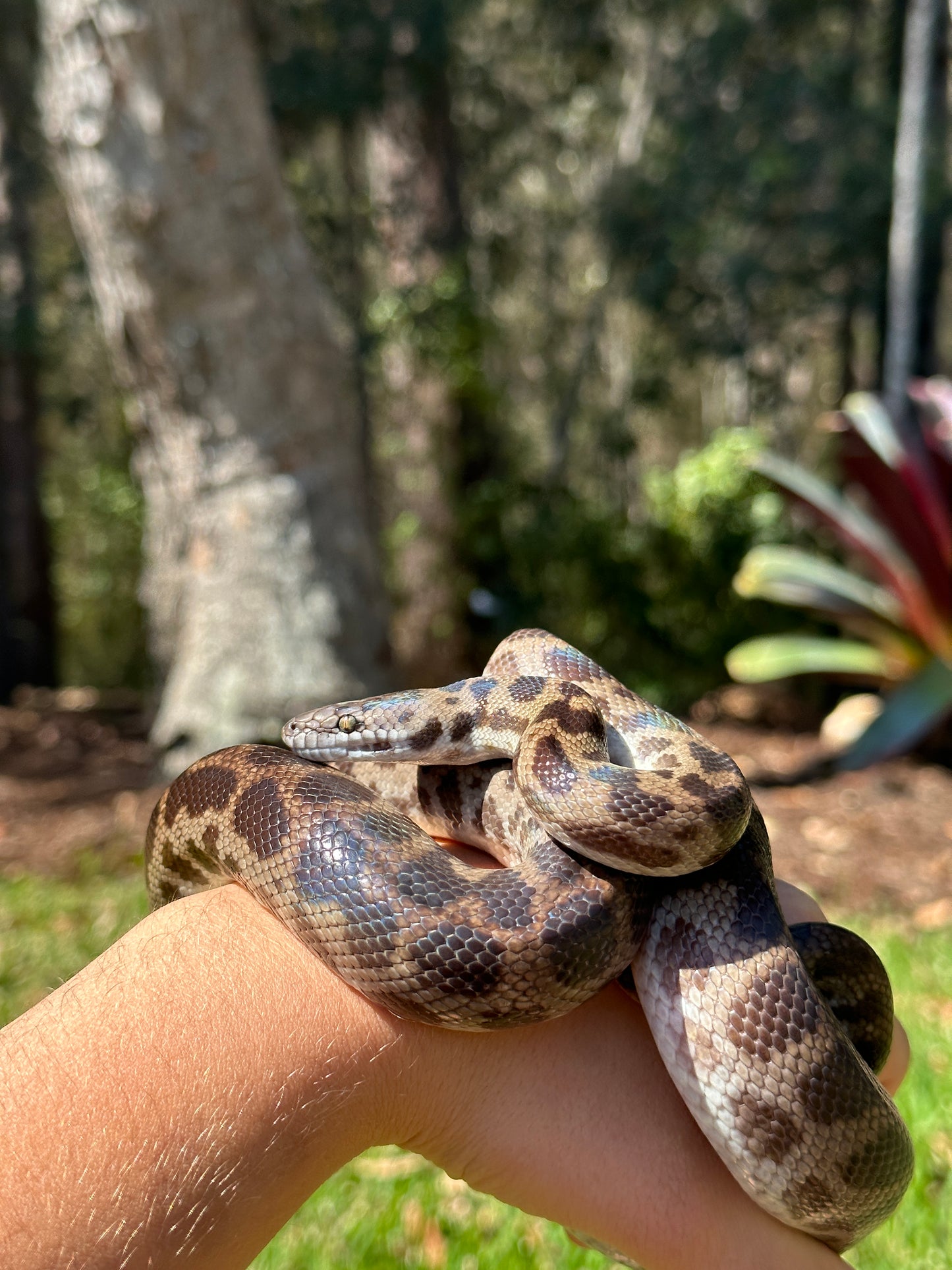 100% Het Albino Spotted Python Male - Proven Breeder