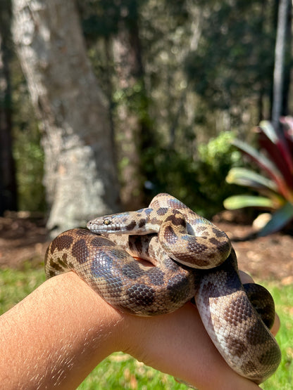 100% Het Albino Spotted Python Male - Proven Breeder