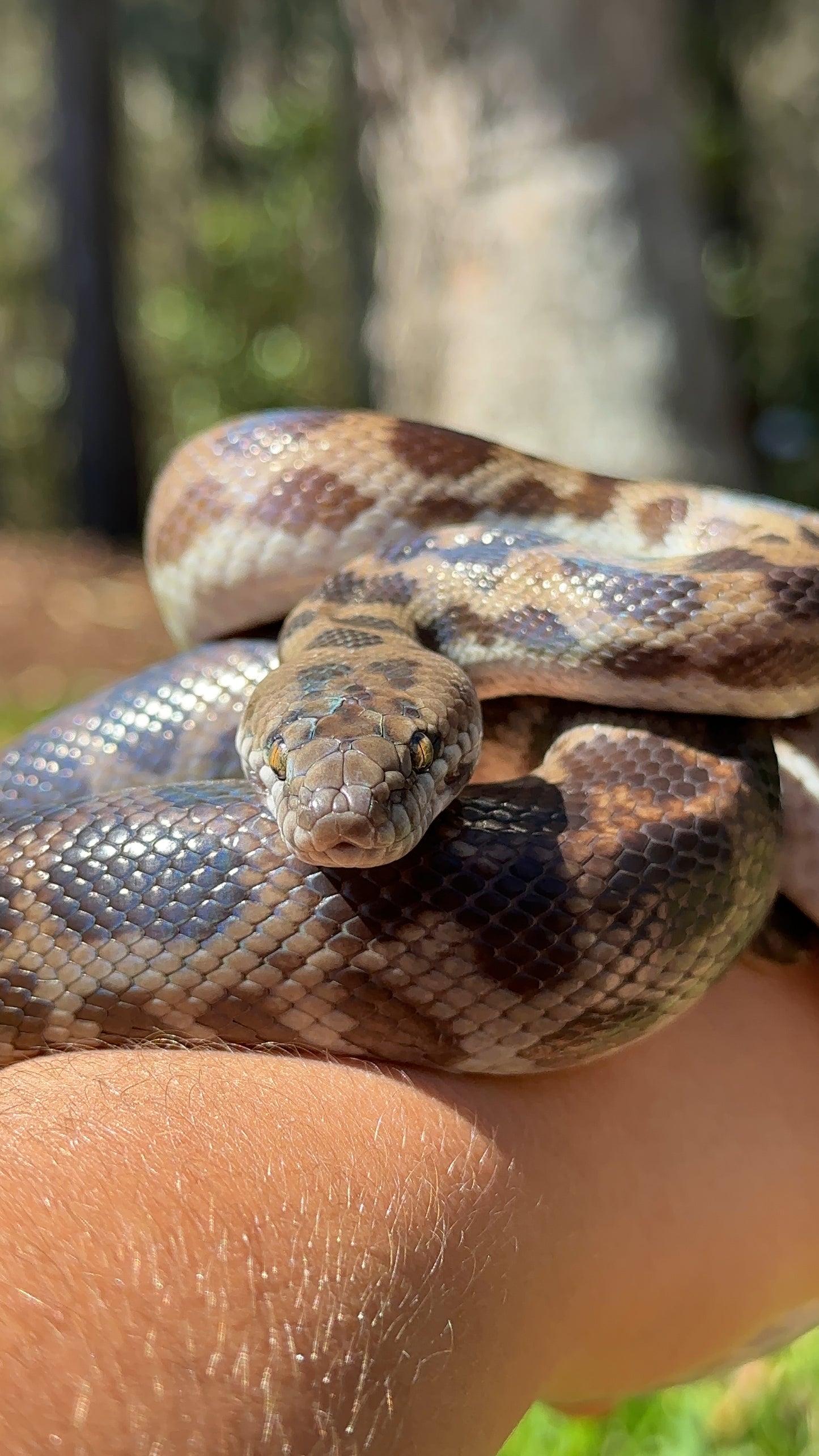 100% Het Albino Spotted Python Male - Proven Breeder