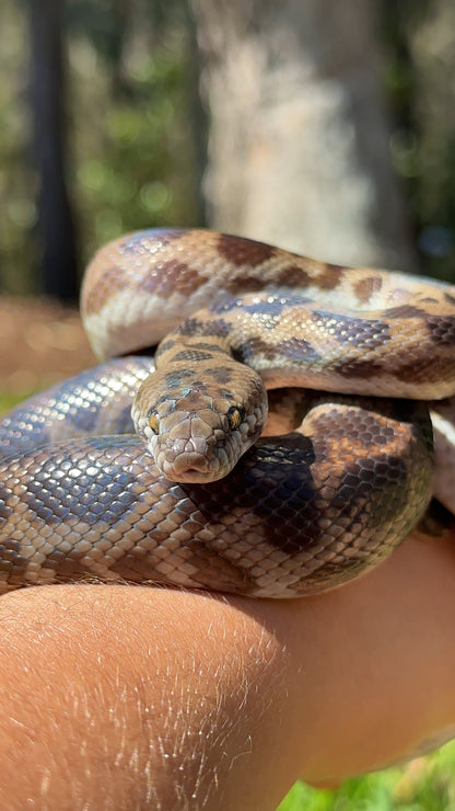 100% Het Albino Spotted Python Male - Proven Breeder