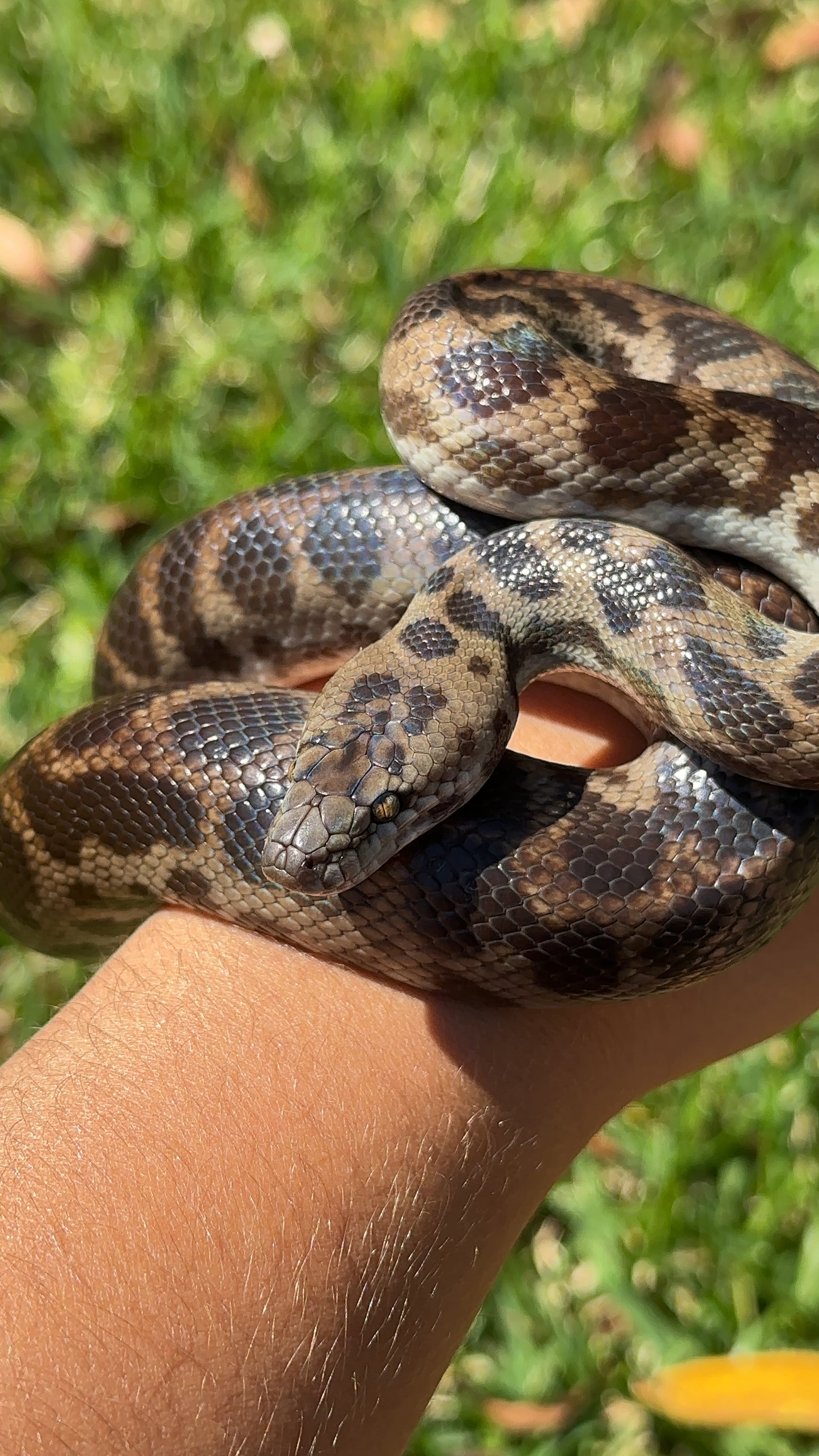 100% Het Albino Spotted Python Male - Proven Breeder