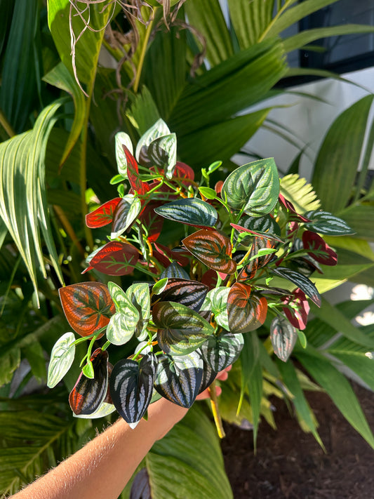 Ficus Terra