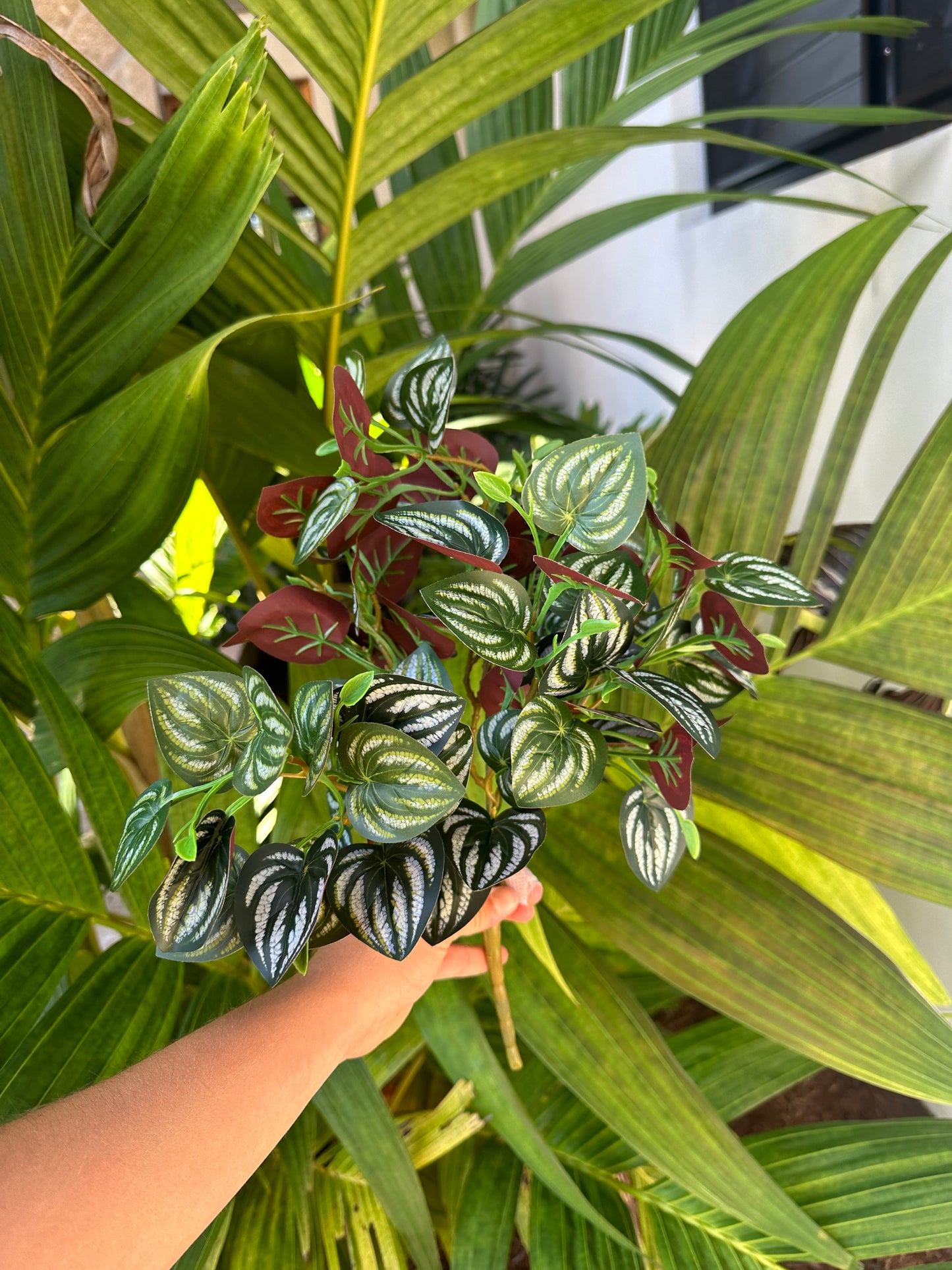 Ficus Terra