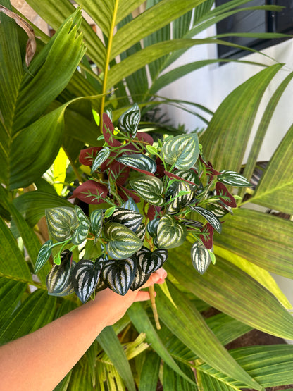 Ficus Terra