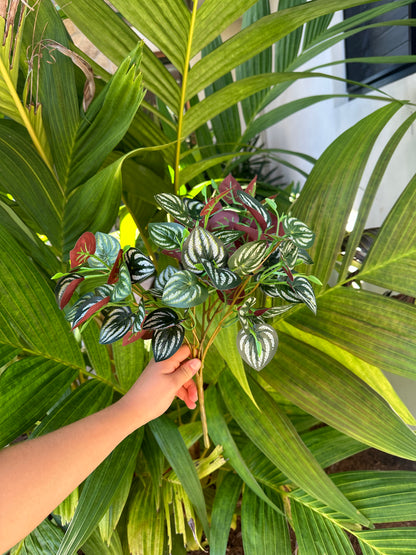 Ficus Terra