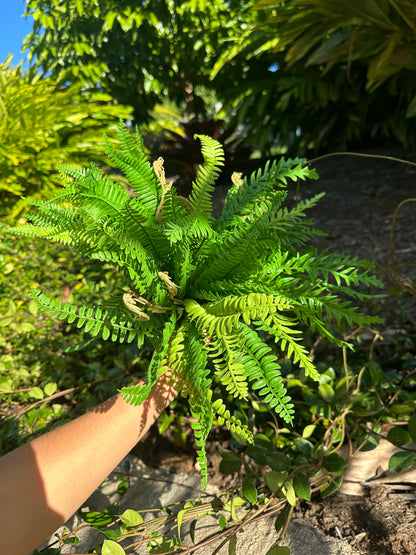 Luscious Fern