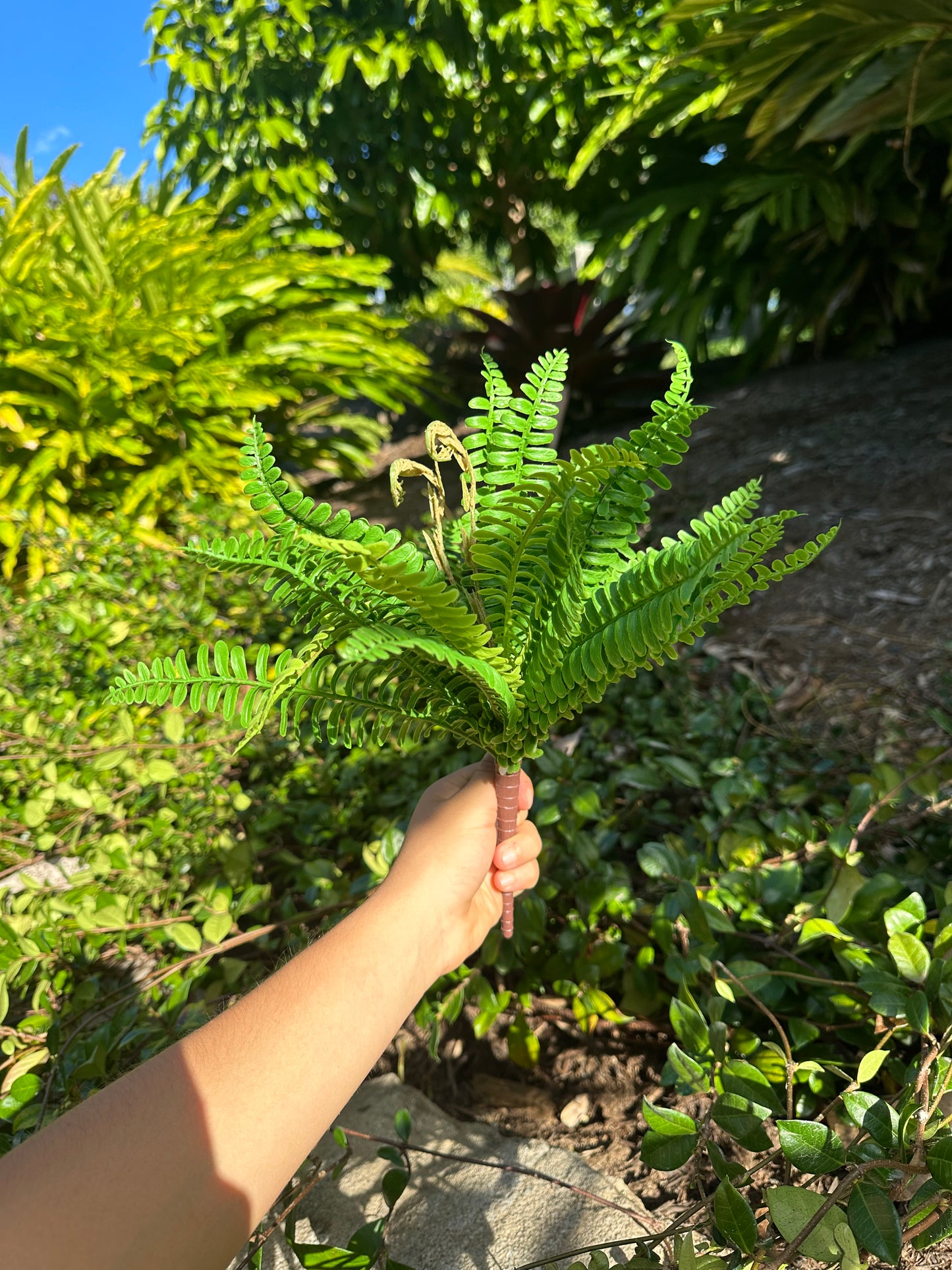 Luscious Fern