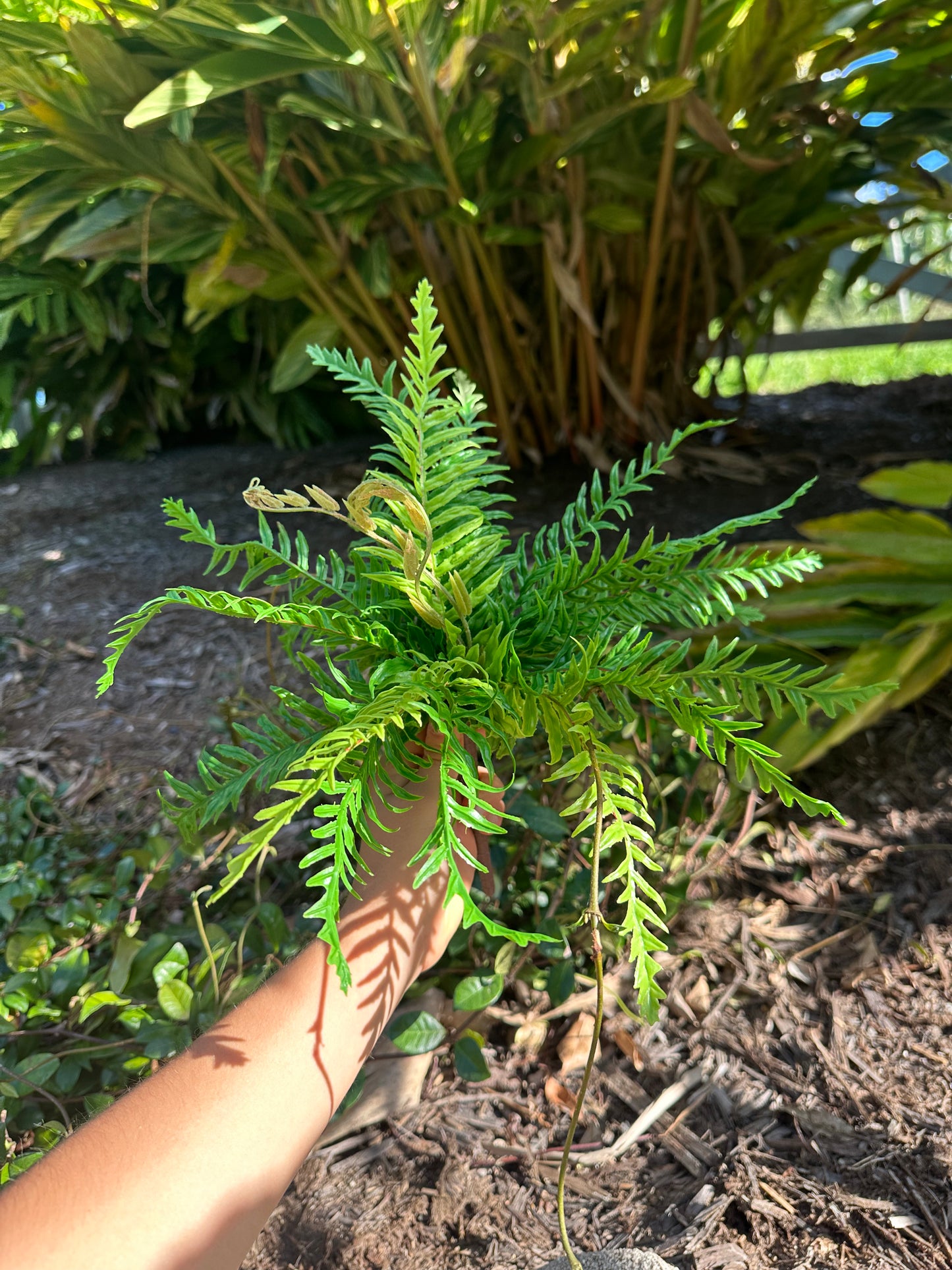Luscious Fern