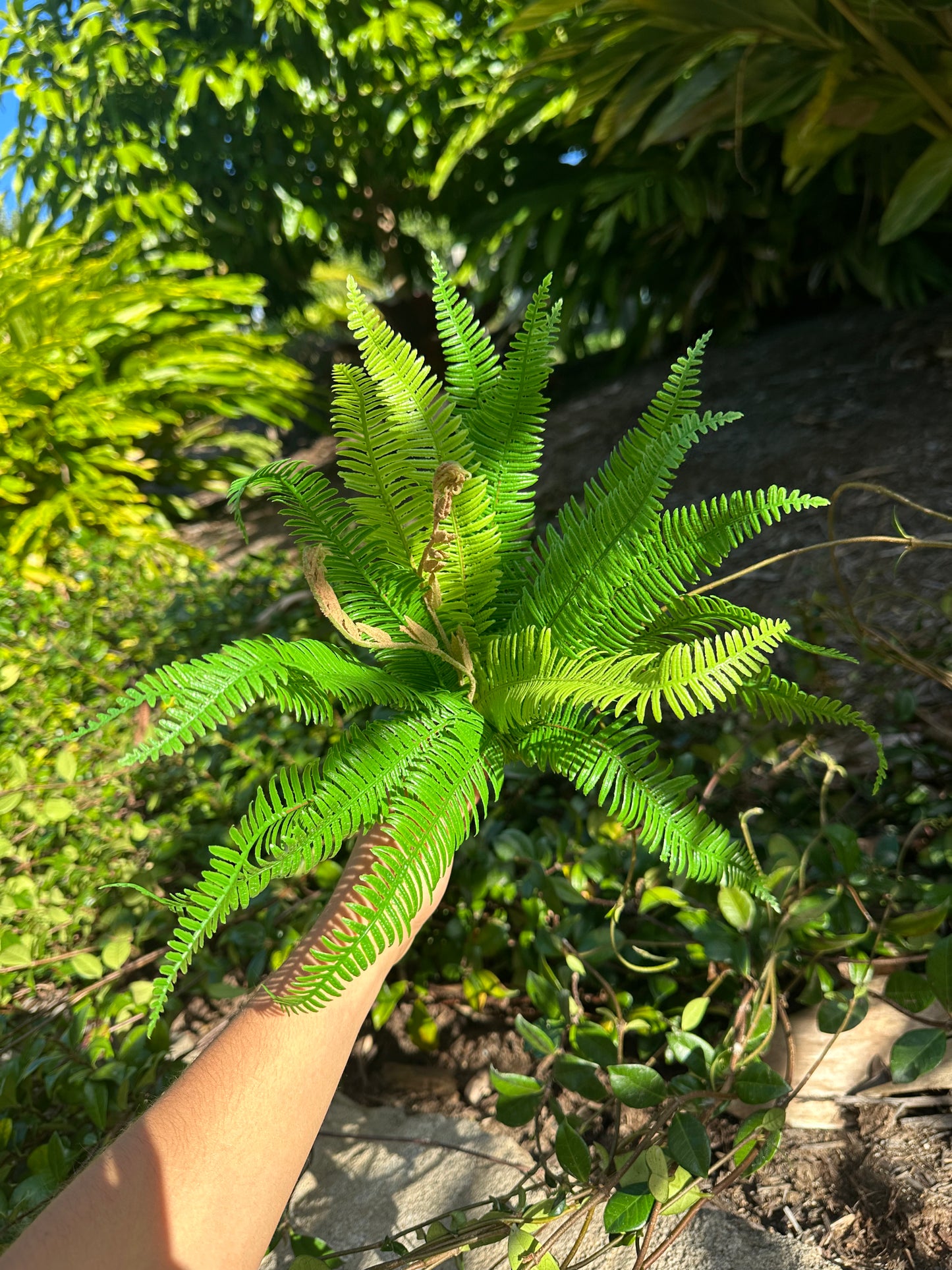 Luscious Fern