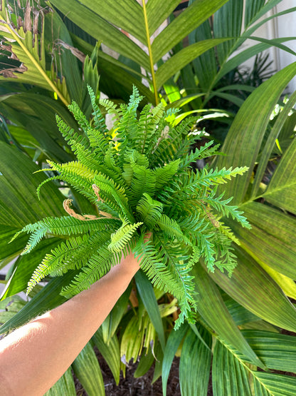 Luscious Fern