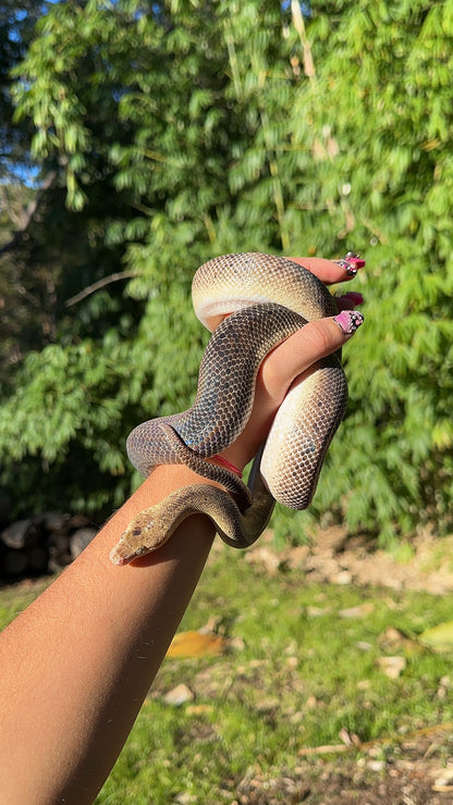 Marble Children's Python Female