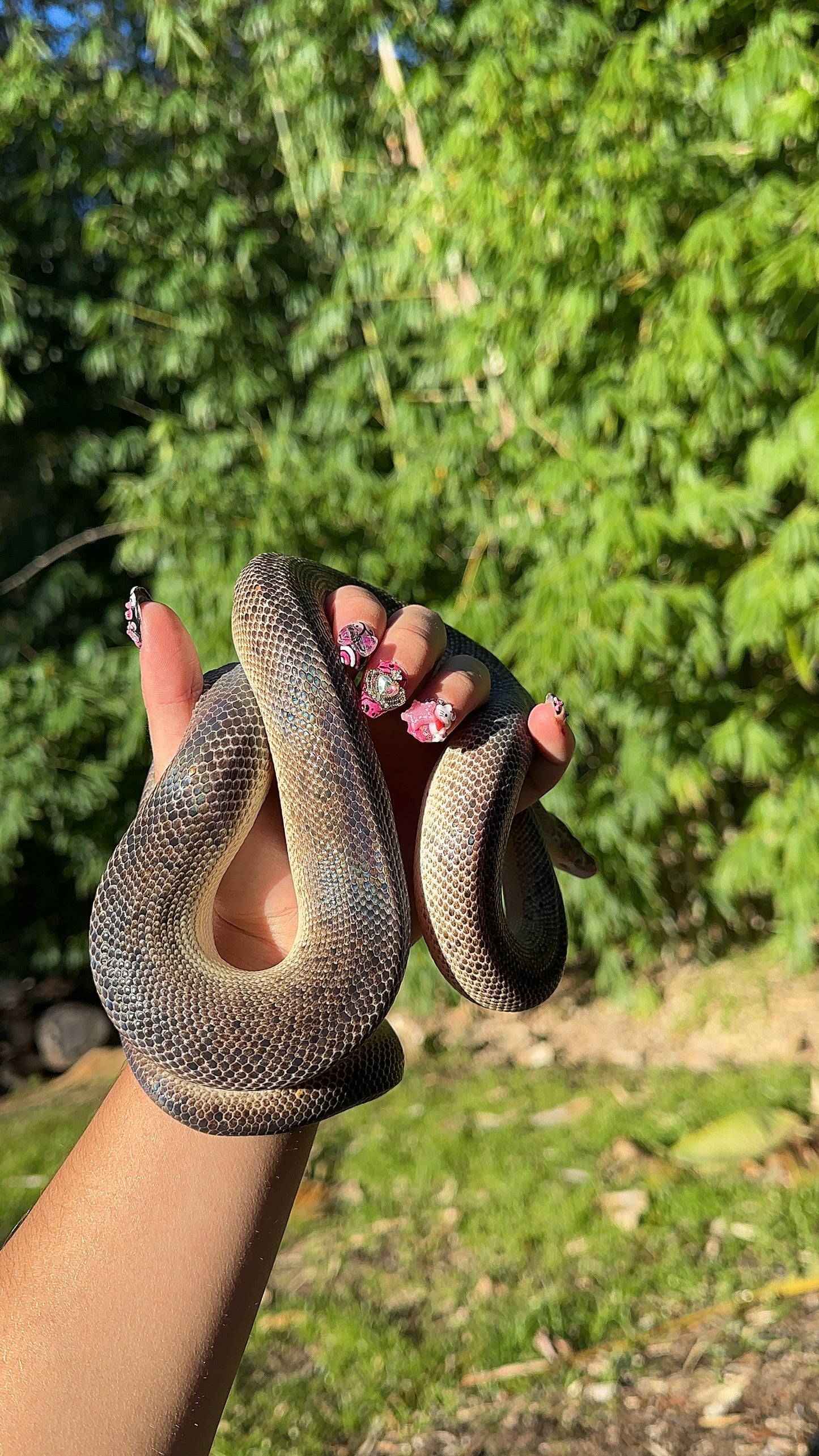 Marble Children's Python Female
