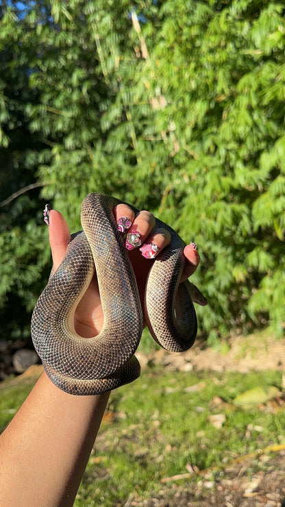 Marble Children's Python Female