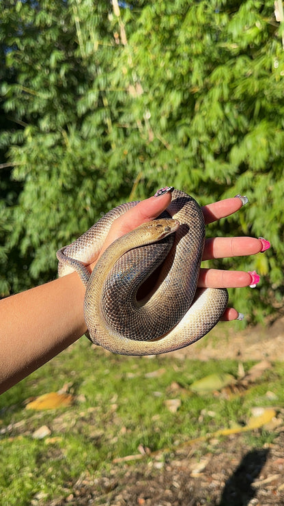 Marble Children's Python Female