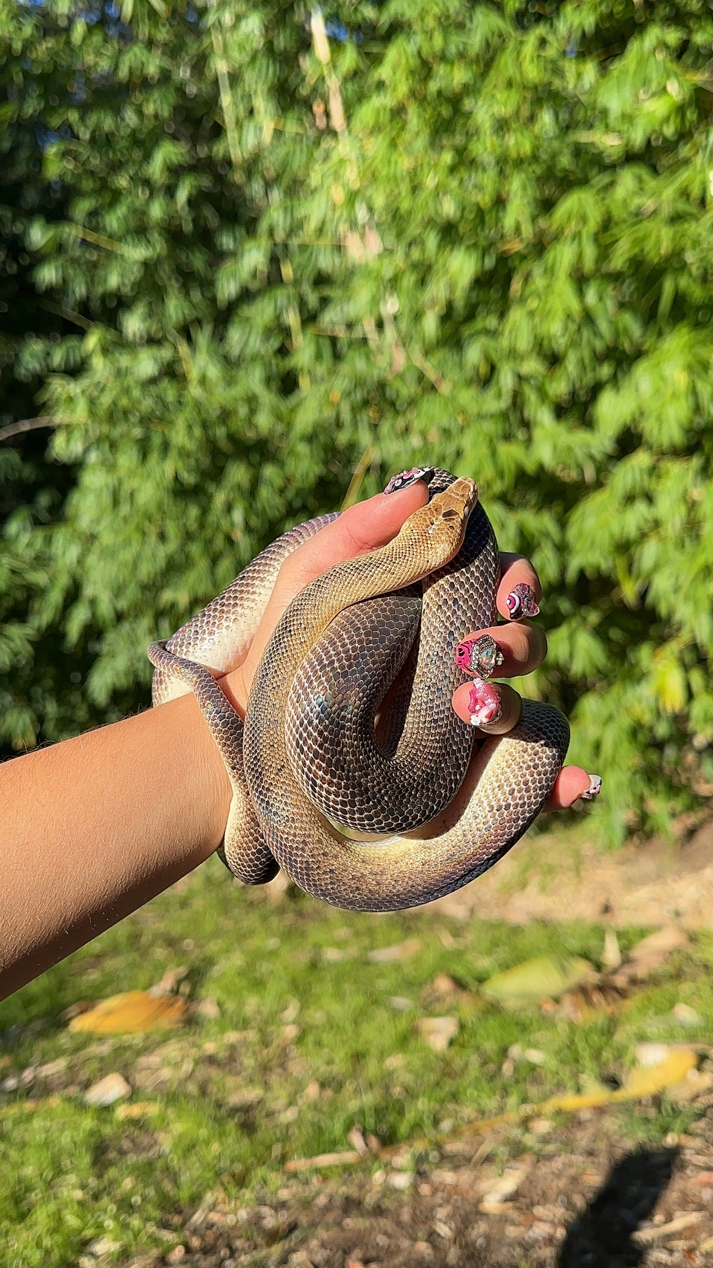 Marble Children's Python Female