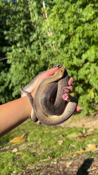 Marble Children's Python Female