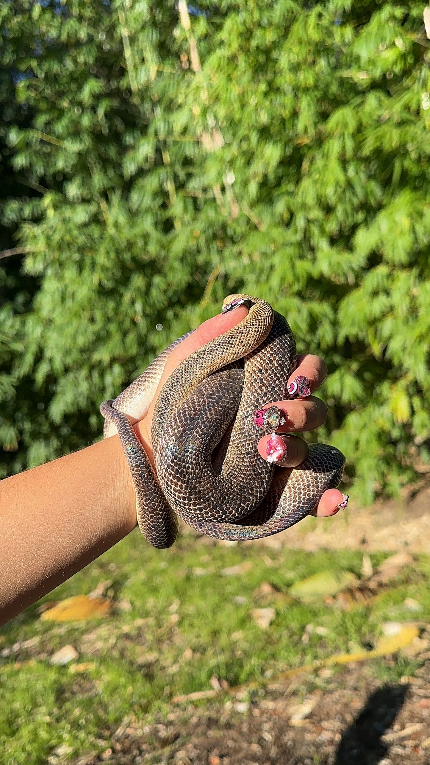 Marble Children's Python Female
