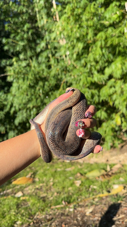 Marble Children's Python Female