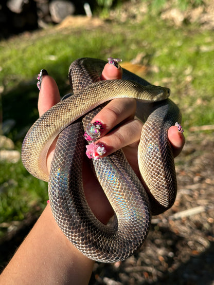 Marble Children's Python Female