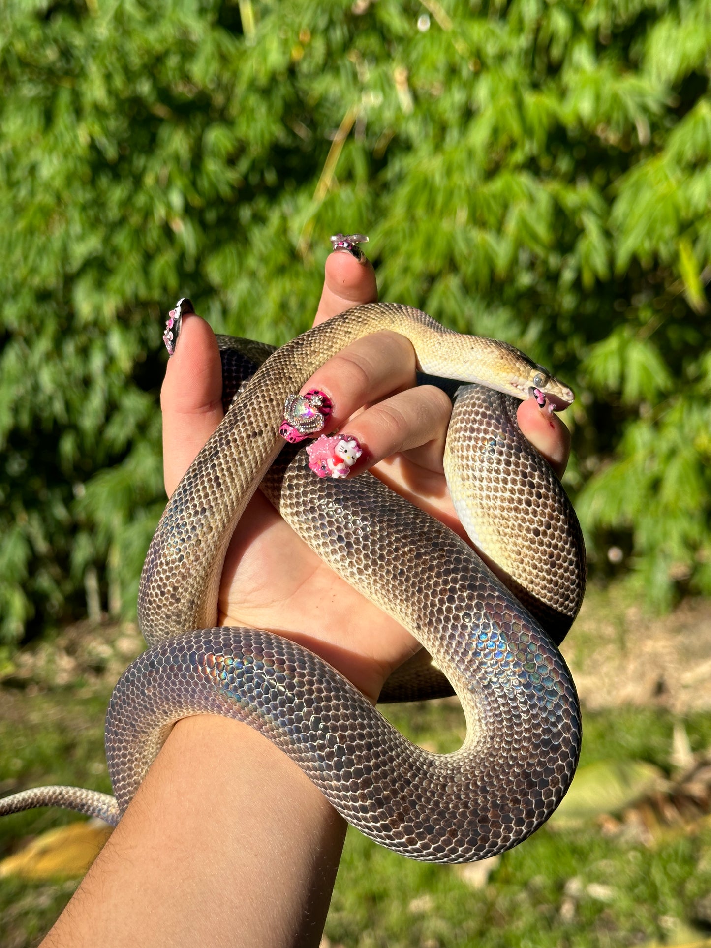 Marble Children's Python Female