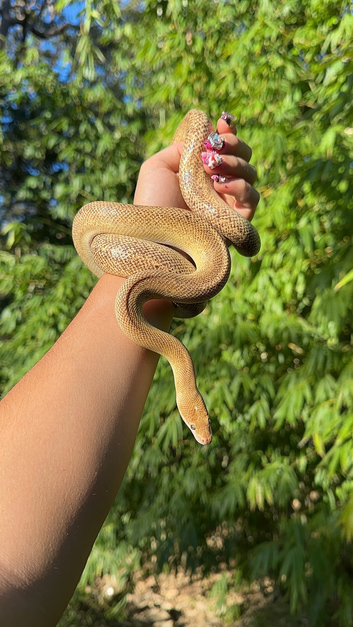 Tarble Children's Python Male